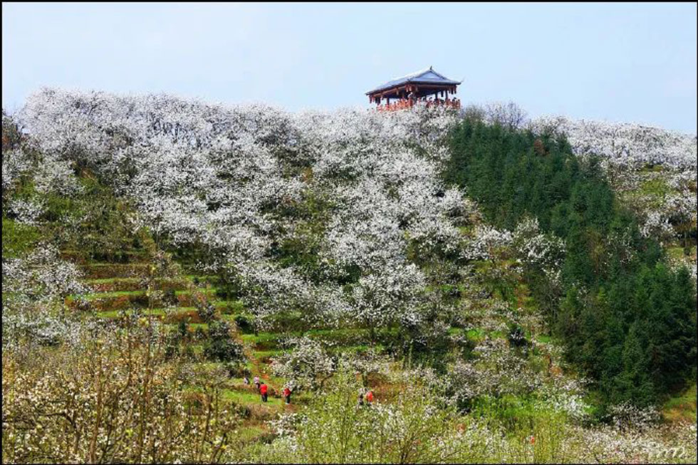 【春天，广西桂林灌阳县向您发出邀请！】我们在灌阳看梨花 - 游山玩水 - 阿克苏生活社区 - 阿克苏28生活网 aks.28life.net