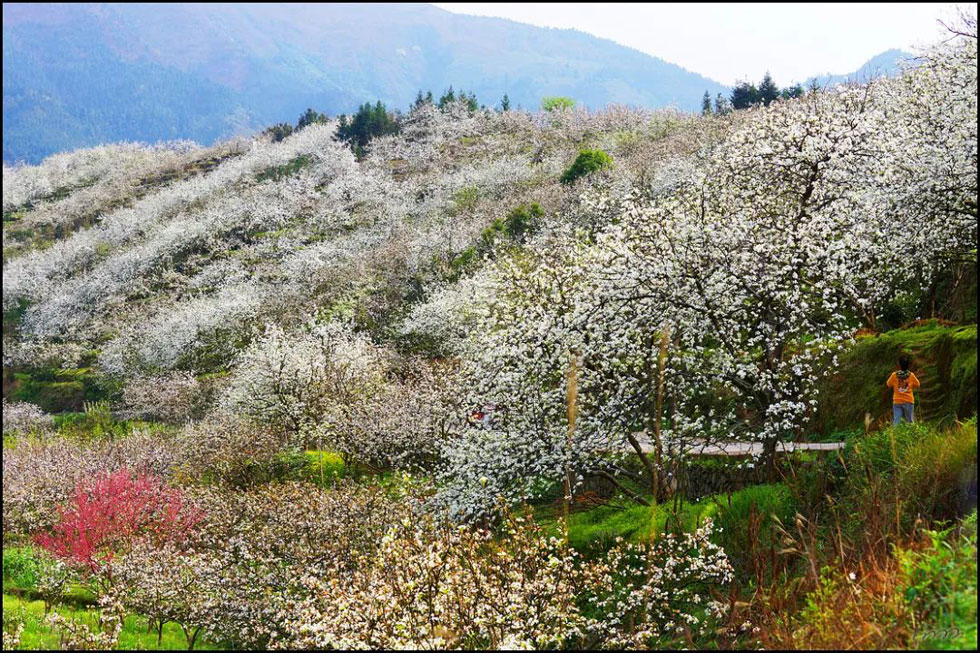 【春天，广西桂林灌阳县向您发出邀请！】我们在灌阳看梨花 - 游山玩水 - 阿克苏生活社区 - 阿克苏28生活网 aks.28life.net