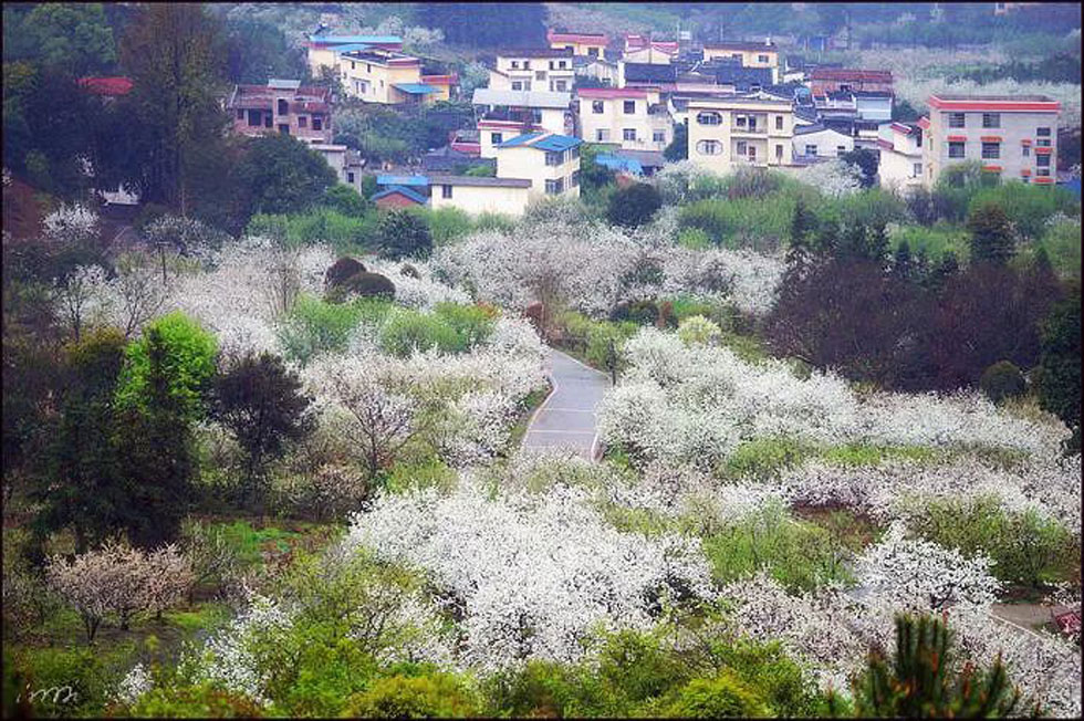 【春天，广西桂林灌阳县向您发出邀请！】我们在灌阳看梨花 - 游山玩水 - 阿克苏生活社区 - 阿克苏28生活网 aks.28life.net