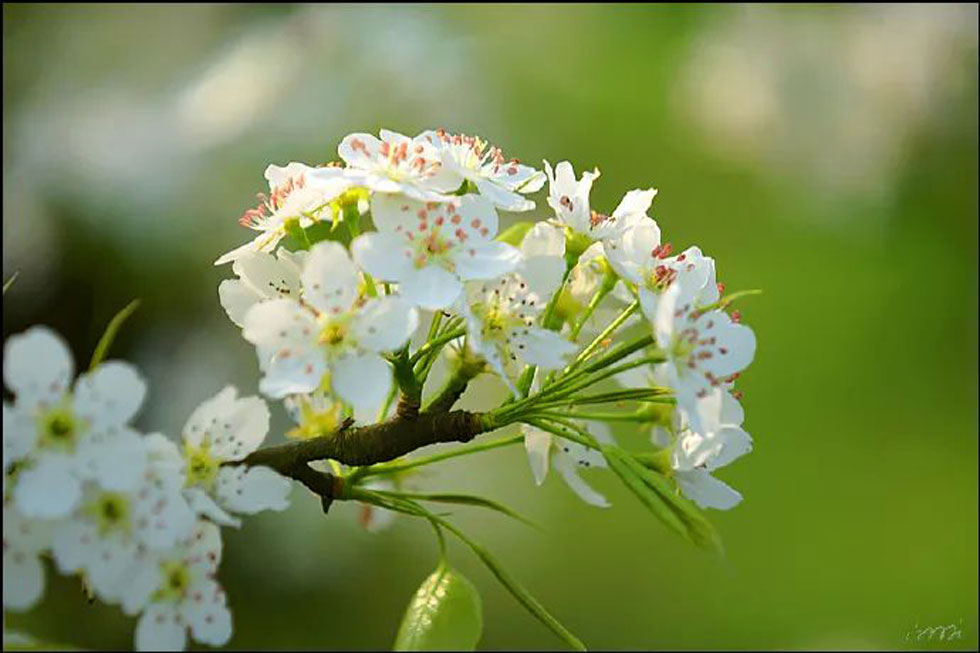 【春天，广西桂林灌阳县向您发出邀请！】我们在灌阳看梨花 - 游山玩水 - 阿克苏生活社区 - 阿克苏28生活网 aks.28life.net