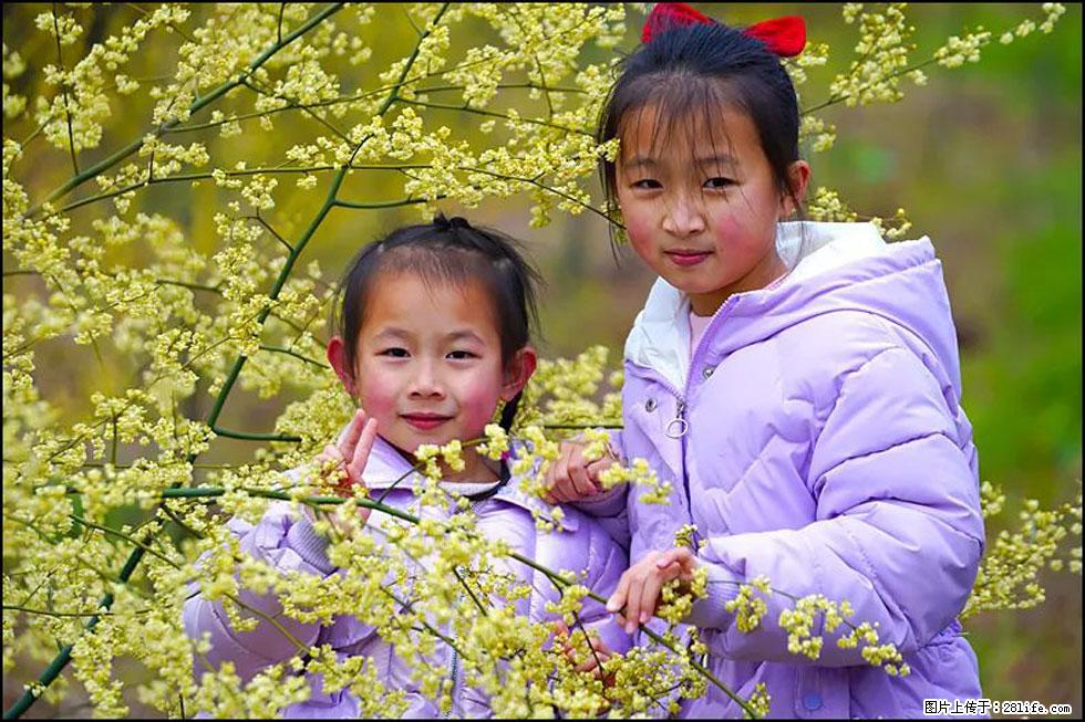 【春天，广西桂林灌阳县向您发出邀请！】米珠山前有片山苍子花在飘香 - 游山玩水 - 阿克苏生活社区 - 阿克苏28生活网 aks.28life.net