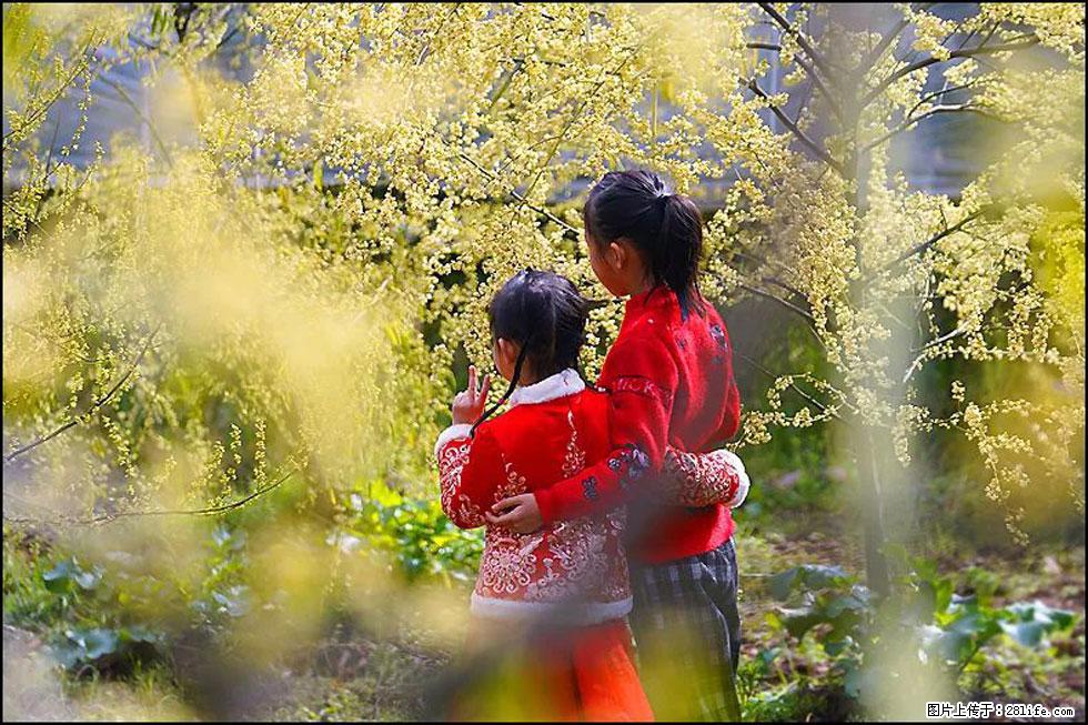 【春天，广西桂林灌阳县向您发出邀请！】米珠山前有片山苍子花在飘香 - 游山玩水 - 阿克苏生活社区 - 阿克苏28生活网 aks.28life.net