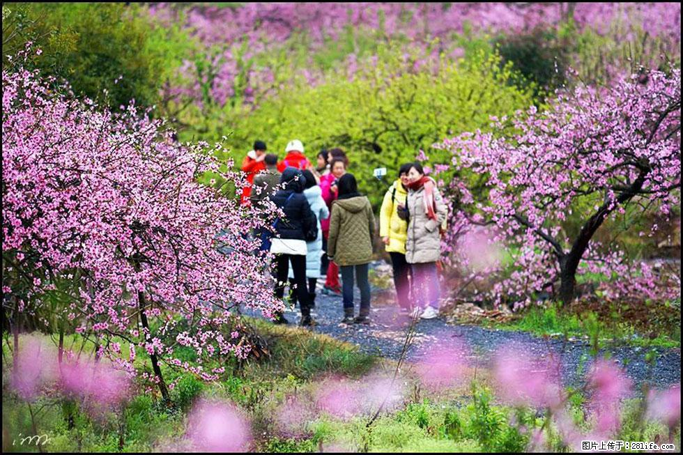【春天，广西桂林灌阳县向您发出邀请！】官庄村有个醉美的桃花园 - 游山玩水 - 阿克苏生活社区 - 阿克苏28生活网 aks.28life.net