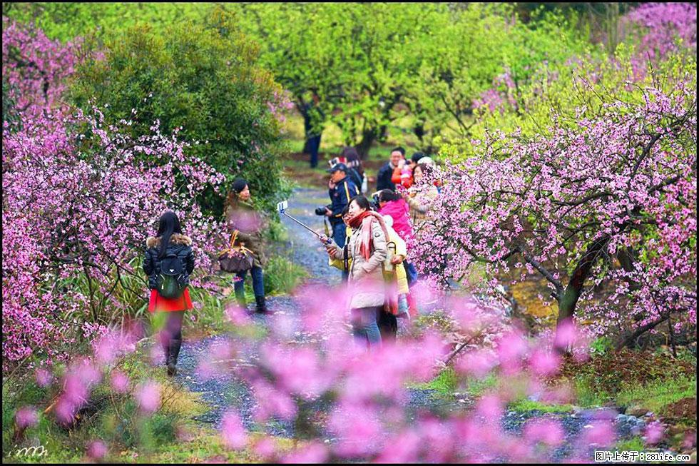 【春天，广西桂林灌阳县向您发出邀请！】官庄村有个醉美的桃花园 - 游山玩水 - 阿克苏生活社区 - 阿克苏28生活网 aks.28life.net