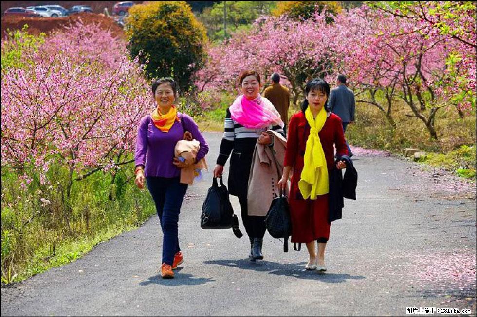 【春天，广西桂林灌阳县向您发出邀请！】官庄村有个醉美的桃花园 - 游山玩水 - 阿克苏生活社区 - 阿克苏28生活网 aks.28life.net