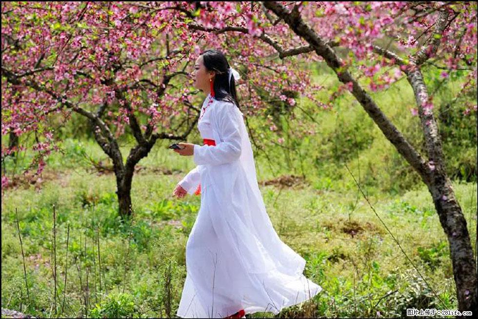【春天，广西桂林灌阳县向您发出邀请！】官庄村有个醉美的桃花园 - 游山玩水 - 阿克苏生活社区 - 阿克苏28生活网 aks.28life.net