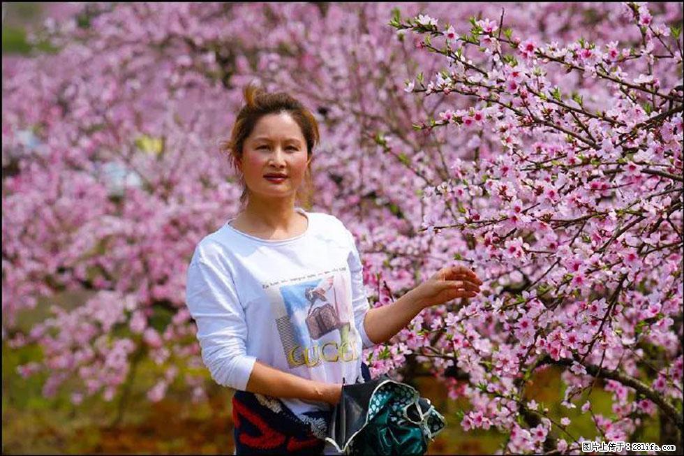 【春天，广西桂林灌阳县向您发出邀请！】官庄村有个醉美的桃花园 - 游山玩水 - 阿克苏生活社区 - 阿克苏28生活网 aks.28life.net