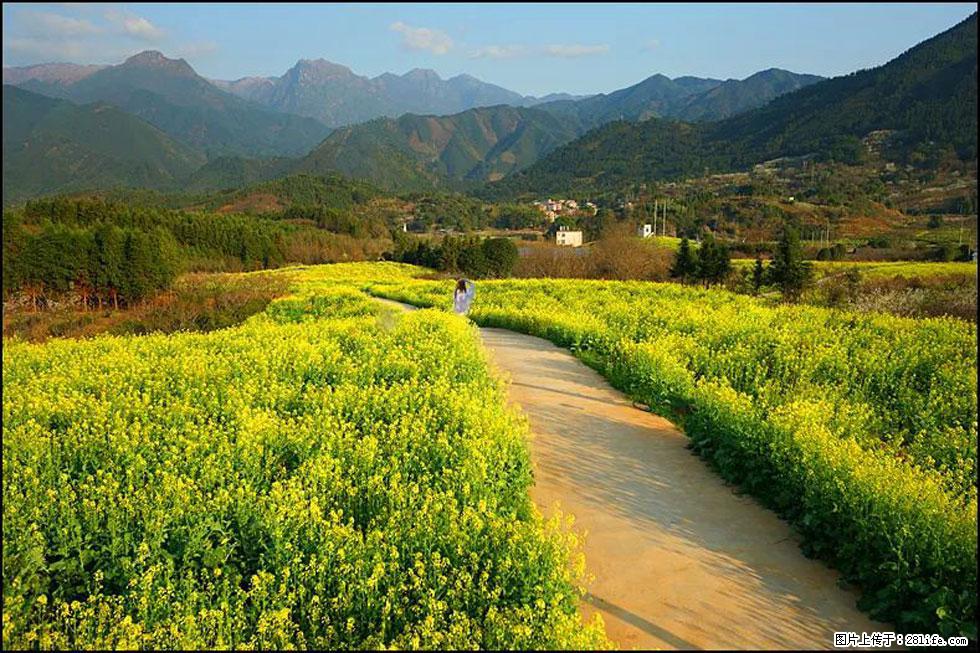 【春天，广西桂林灌阳县向您发出邀请！】长坪村油菜盛情花开 - 游山玩水 - 阿克苏生活社区 - 阿克苏28生活网 aks.28life.net