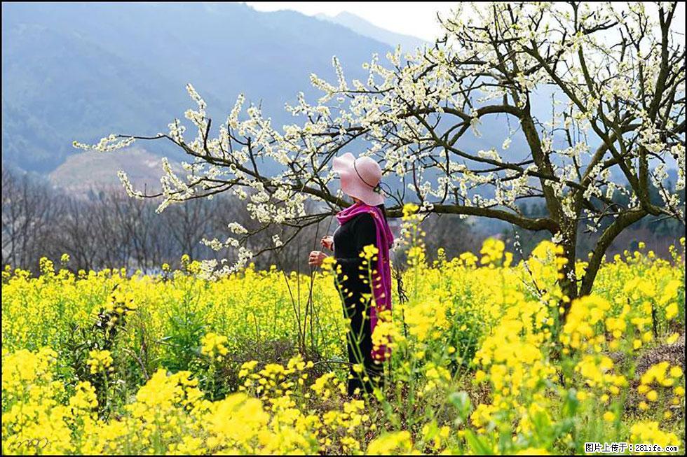 【春天，广西桂林灌阳县向您发出邀请！】长坪村油菜盛情花开 - 游山玩水 - 阿克苏生活社区 - 阿克苏28生活网 aks.28life.net