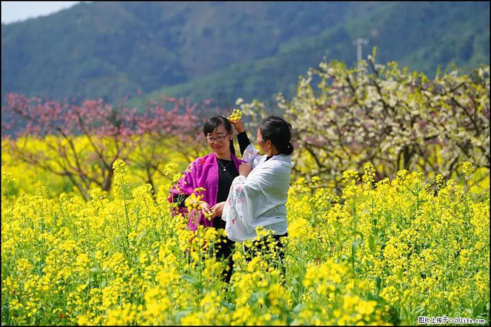 【春天，广西桂林灌阳县向您发出邀请！】长坪村油菜盛情花开 - 游山玩水 - 阿克苏生活社区 - 阿克苏28生活网 aks.28life.net