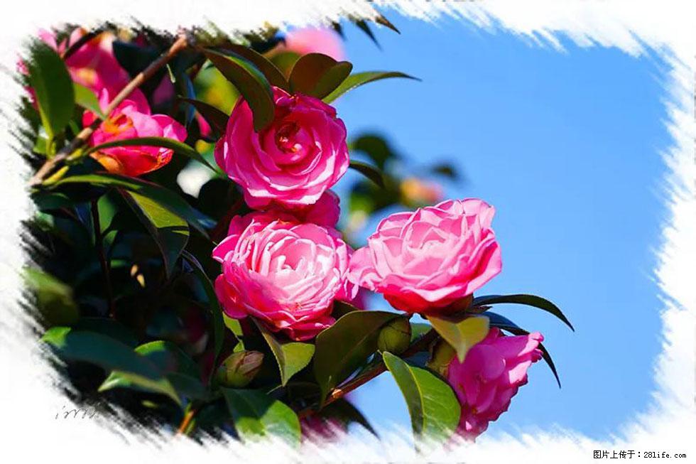 【春天，广西桂林灌阳县向您发出邀请！】杨柳井茶花惹人爱 - 游山玩水 - 阿克苏生活社区 - 阿克苏28生活网 aks.28life.net