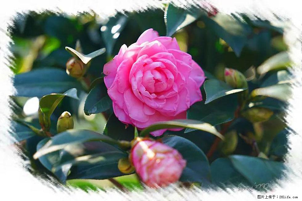 【春天，广西桂林灌阳县向您发出邀请！】杨柳井茶花惹人爱 - 游山玩水 - 阿克苏生活社区 - 阿克苏28生活网 aks.28life.net