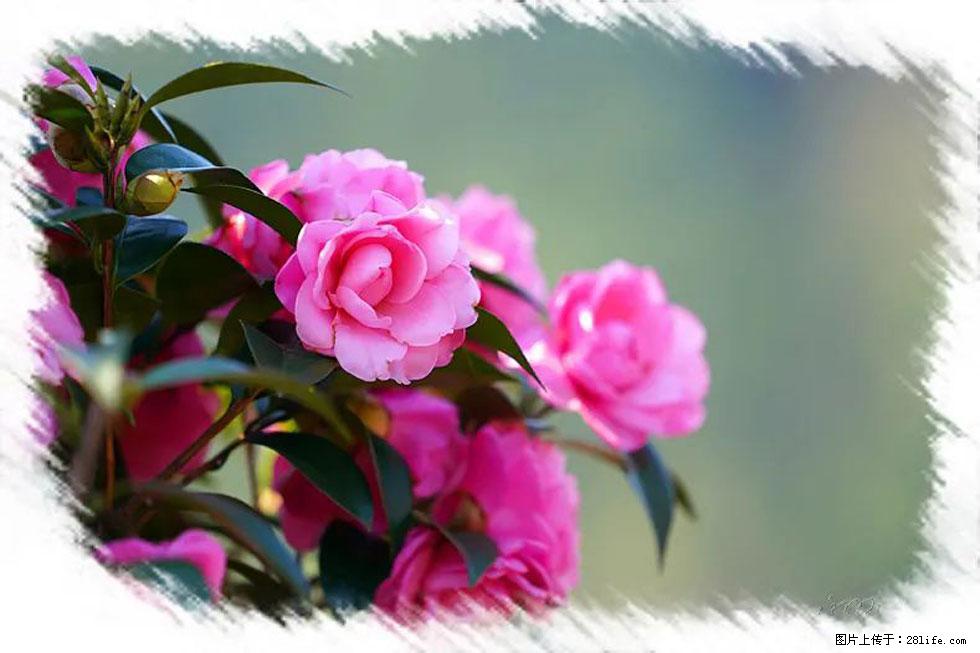 【春天，广西桂林灌阳县向您发出邀请！】杨柳井茶花惹人爱 - 游山玩水 - 阿克苏生活社区 - 阿克苏28生活网 aks.28life.net