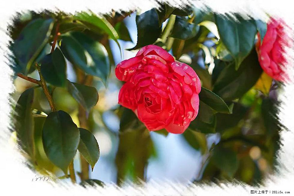 【春天，广西桂林灌阳县向您发出邀请！】杨柳井茶花惹人爱 - 游山玩水 - 阿克苏生活社区 - 阿克苏28生活网 aks.28life.net