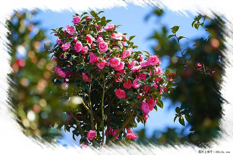 【春天，广西桂林灌阳县向您发出邀请！】杨柳井茶花惹人爱 - 游山玩水 - 阿克苏生活社区 - 阿克苏28生活网 aks.28life.net