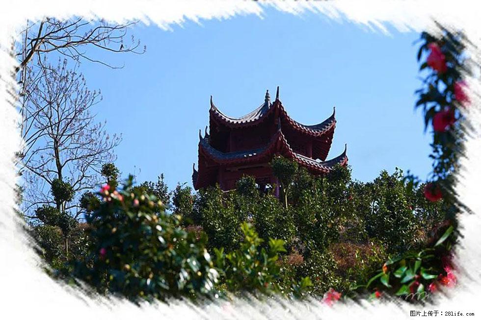【春天，广西桂林灌阳县向您发出邀请！】杨柳井茶花惹人爱 - 游山玩水 - 阿克苏生活社区 - 阿克苏28生活网 aks.28life.net