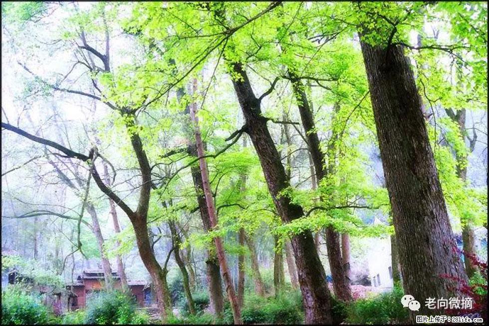 【春天，广西桂林灌阳县向您发出邀请！】在小龙村与春天约会 - 游山玩水 - 阿克苏生活社区 - 阿克苏28生活网 aks.28life.net