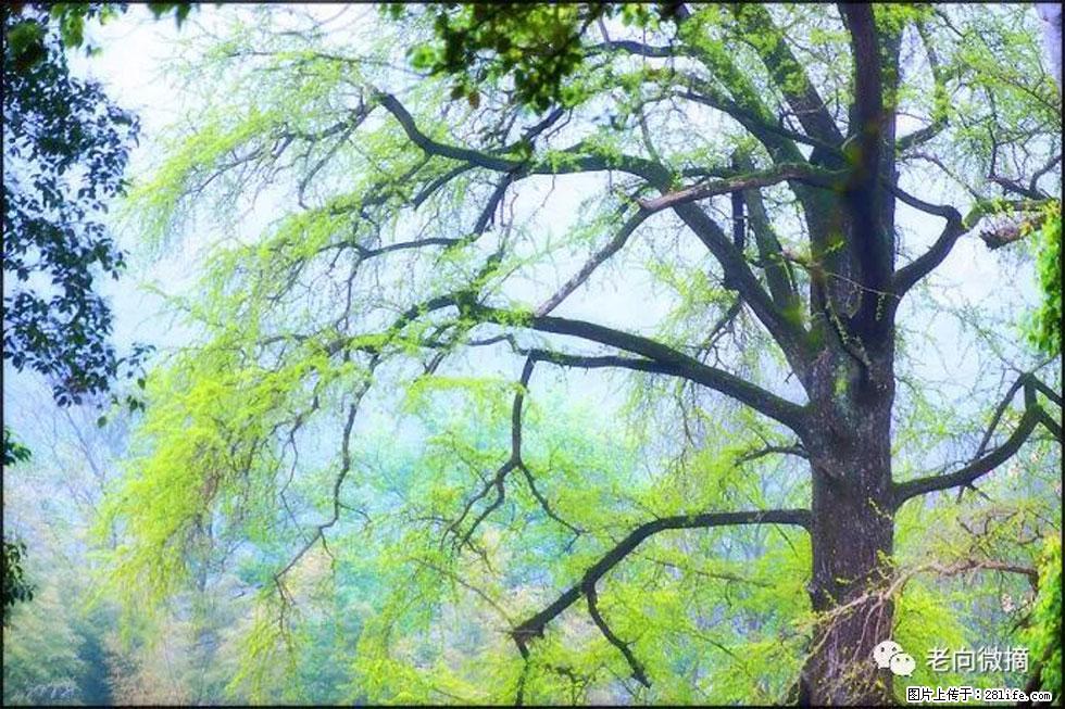 【春天，广西桂林灌阳县向您发出邀请！】在小龙村与春天约会 - 游山玩水 - 阿克苏生活社区 - 阿克苏28生活网 aks.28life.net