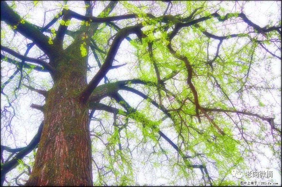 【春天，广西桂林灌阳县向您发出邀请！】在小龙村与春天约会 - 游山玩水 - 阿克苏生活社区 - 阿克苏28生活网 aks.28life.net