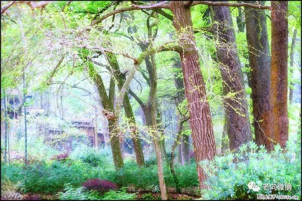 【春天，广西桂林灌阳县向您发出邀请！】在小龙村与春天约会 - 游山玩水 - 阿克苏生活社区 - 阿克苏28生活网 aks.28life.net