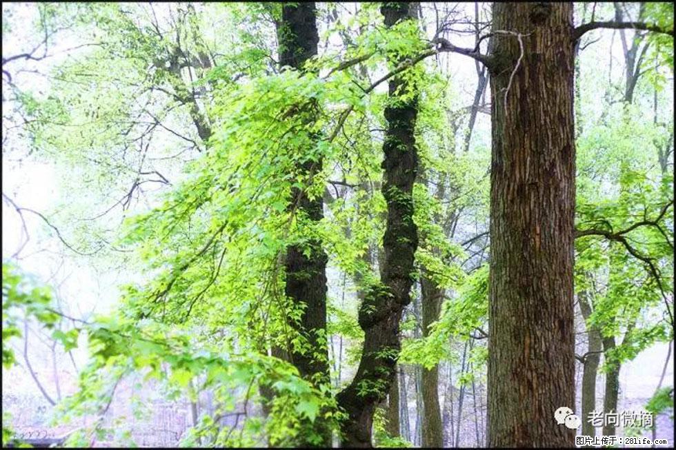 【春天，广西桂林灌阳县向您发出邀请！】在小龙村与春天约会 - 游山玩水 - 阿克苏生活社区 - 阿克苏28生活网 aks.28life.net