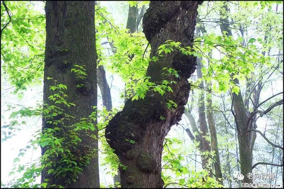 【春天，广西桂林灌阳县向您发出邀请！】在小龙村与春天约会 - 游山玩水 - 阿克苏生活社区 - 阿克苏28生活网 aks.28life.net