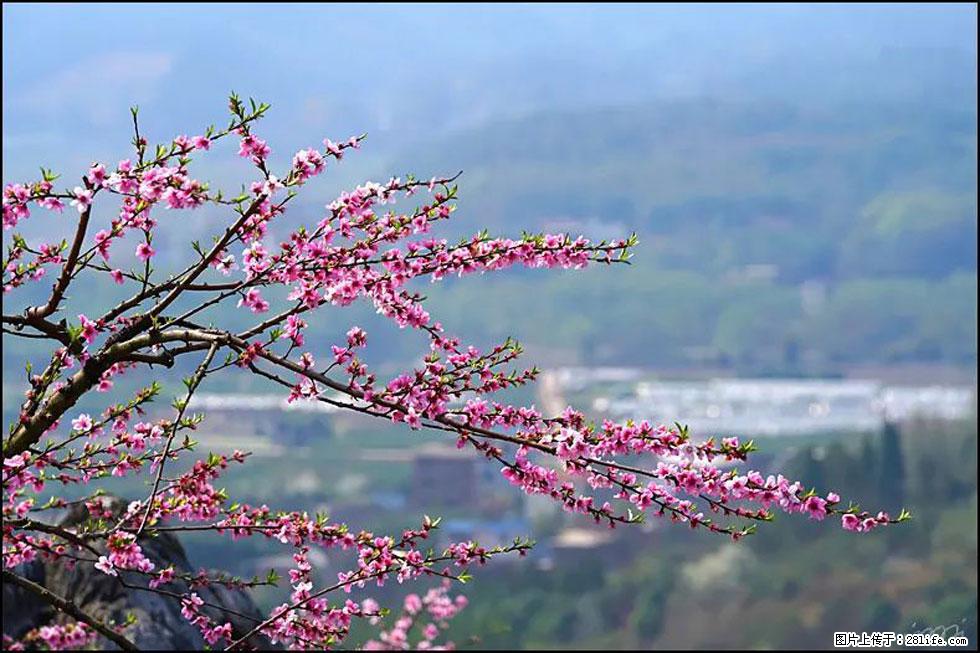 【春天，广西桂林灌阳县向您发出邀请！】望月岭上桃花开 - 游山玩水 - 阿克苏生活社区 - 阿克苏28生活网 aks.28life.net