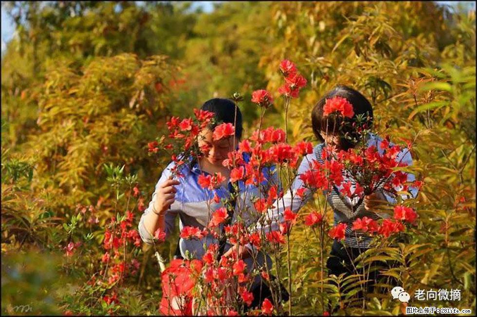 【春天，广西桂林灌阳县向您发出邀请！】登麒麟山，相约映山红 - 游山玩水 - 阿克苏生活社区 - 阿克苏28生活网 aks.28life.net