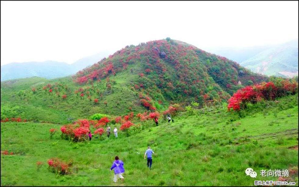 【春天，广西桂林灌阳县向您发出邀请！】宝盖山上映山红 - 游山玩水 - 阿克苏生活社区 - 阿克苏28生活网 aks.28life.net