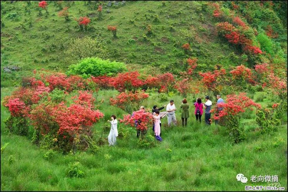 【春天，广西桂林灌阳县向您发出邀请！】宝盖山上映山红 - 游山玩水 - 阿克苏生活社区 - 阿克苏28生活网 aks.28life.net