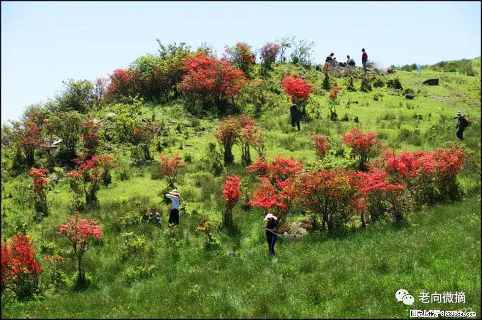 【春天，广西桂林灌阳县向您发出邀请！】宝盖山上映山红 - 游山玩水 - 阿克苏生活社区 - 阿克苏28生活网 aks.28life.net