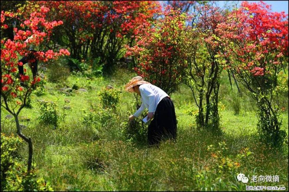【春天，广西桂林灌阳县向您发出邀请！】宝盖山上映山红 - 游山玩水 - 阿克苏生活社区 - 阿克苏28生活网 aks.28life.net