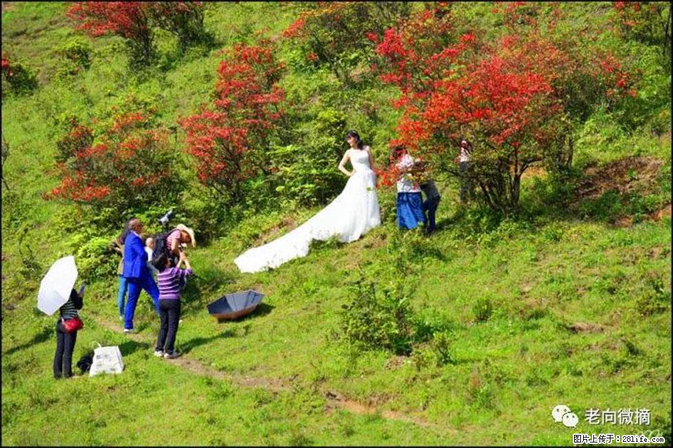 【春天，广西桂林灌阳县向您发出邀请！】宝盖山上映山红 - 游山玩水 - 阿克苏生活社区 - 阿克苏28生活网 aks.28life.net