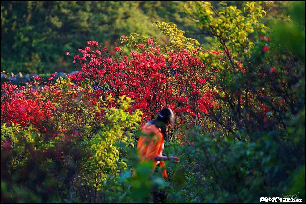 【春天，广西桂林灌阳县向您发出邀请！】春木界上映山红 - 游山玩水 - 阿克苏生活社区 - 阿克苏28生活网 aks.28life.net