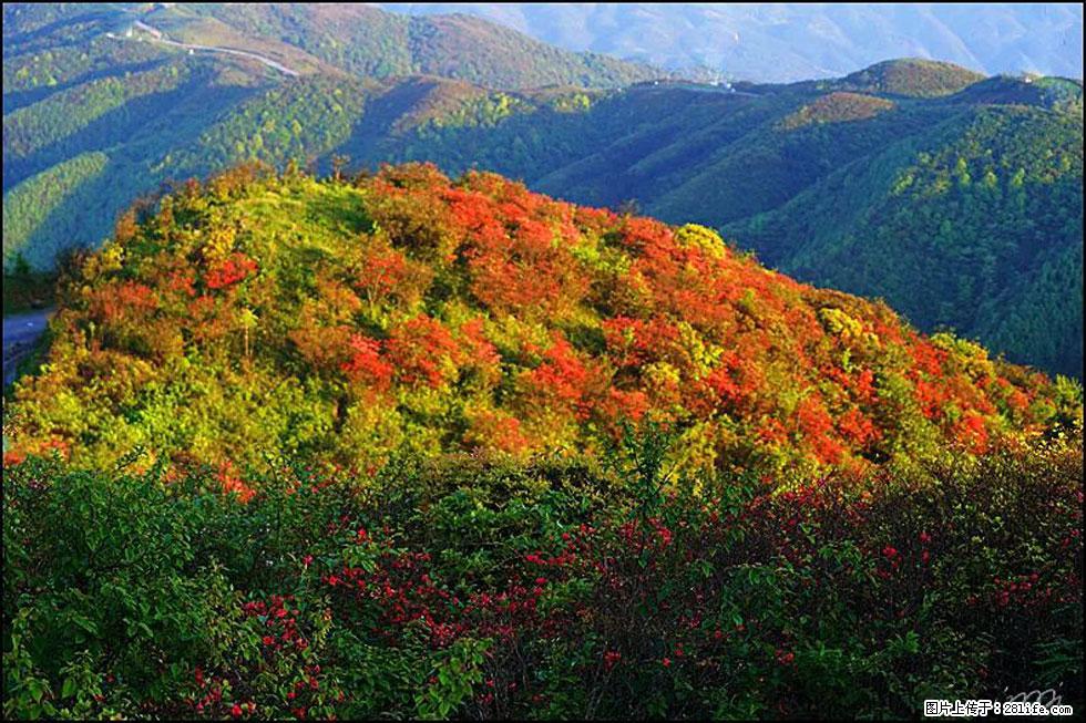 【春天，广西桂林灌阳县向您发出邀请！】春木界上映山红 - 游山玩水 - 阿克苏生活社区 - 阿克苏28生活网 aks.28life.net