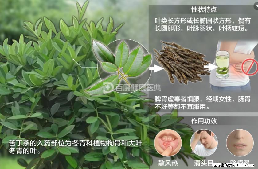 苦丁茶有哪些功效和作用 - 生活百科 - 阿克苏生活社区 - 阿克苏28生活网 aks.28life.net