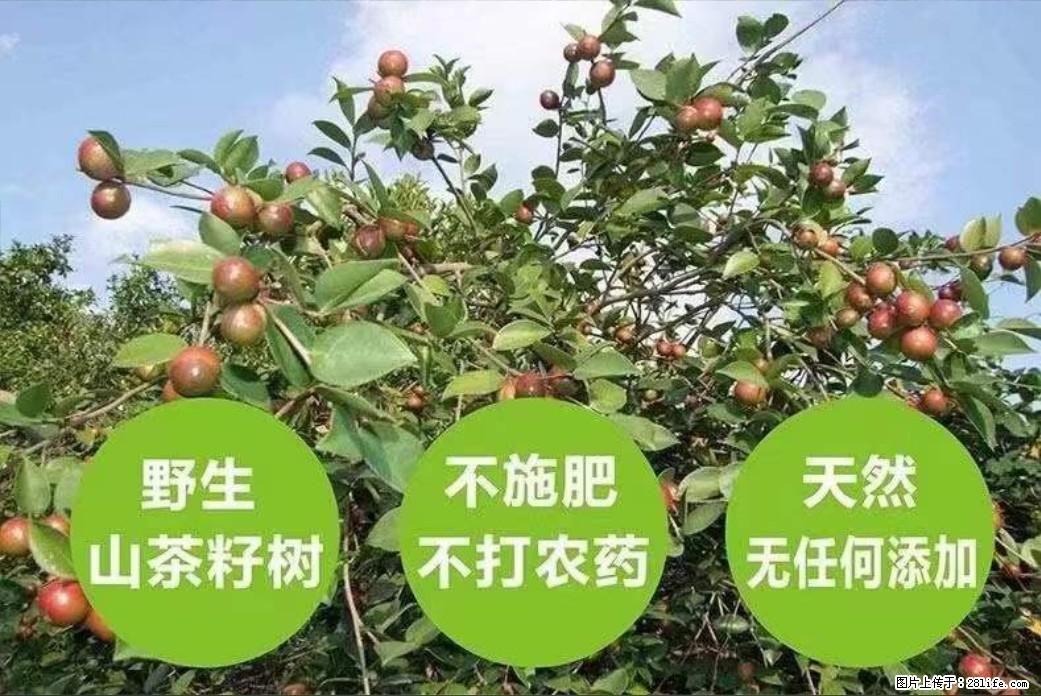【灌阳县油茶产业示范区】一个有着充实的精神生活的人，对待身外之物自会有一种淡泊的态度 - 土特产 - 饮食特产 - 阿克苏分类信息 - 阿克苏28生活网 aks.28life.net