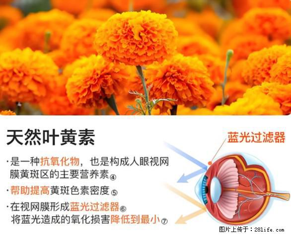 叶黄素有什么功效和作用 - 生活百科 - 阿克苏生活社区 - 阿克苏28生活网 aks.28life.net