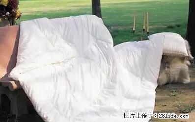 被子有异味？只要这样做，比晒太阳还强100倍！ - 家居生活 - 阿克苏生活社区 - 阿克苏28生活网 aks.28life.net