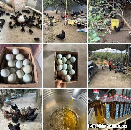 油茶园从小鸡仔开始养起的纯土鸡、土鸡蛋可以预定啦！还有前几天刚榨的纯山茶油哦 - 美食天地 - 阿克苏生活社区 - 阿克苏28生活网 aks.28life.net