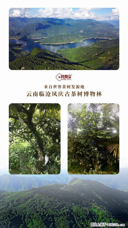 时间果百年古树2025年春红茶 - 购物交流 - 阿克苏生活社区 - 阿克苏28生活网 aks.28life.net