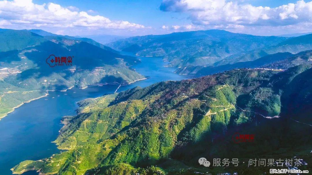 时间果百年古树龙珠普洱生茶 - 购物交流 - 阿克苏生活社区 - 阿克苏28生活网 aks.28life.net