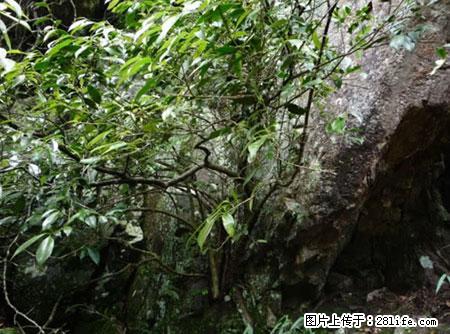 平乐石崖茶，珍贵仅次于金花茶 - 阿克苏生活资讯 - 阿克苏28生活网 aks.28life.net