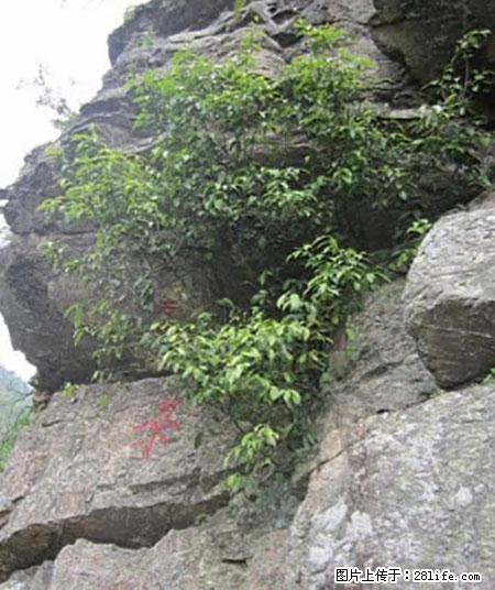 平乐石崖茶，珍贵仅次于金花茶 - 阿克苏生活资讯 - 阿克苏28生活网 aks.28life.net