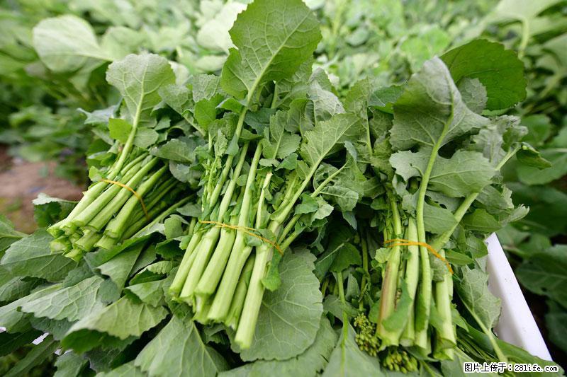 这些蔬菜是“天然钙片”,这6种被医生重点推荐 - 阿克苏生活资讯 - 阿克苏28生活网 aks.28life.net